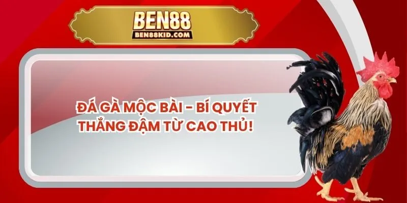 Đá Gà Mộc Bài - Bí Quyết Thắng Đậm Từ Cao Thủ!
